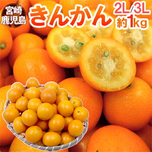 {E h񂩂h Gi 2L`3L 1kg y\ 12ȍ~z