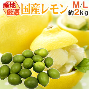 レモン 1kgの人気商品 通販 価格比較 価格 Com