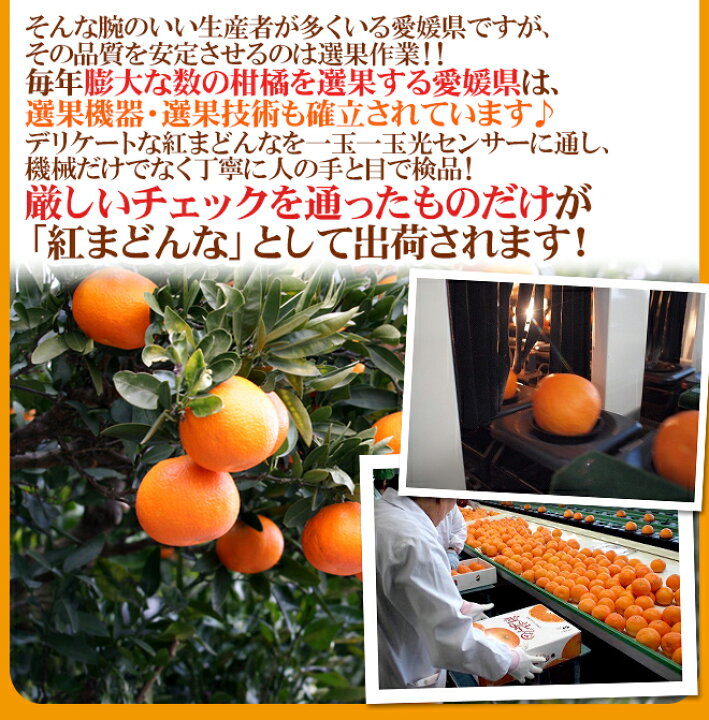 楽天市場】愛媛産 ”紅まどんな” 秀品 2L〜4L 8〜12玉 約3kg【予約 12月以降】 送料無料 : くらし快援隊〜お中元お歳暮ギフト 楽天市場】愛媛産 ”紅まどんな” 秀品 2L〜4L 8〜12玉 約3kg【予約 12月以降】 送料無料 : くらし快援隊〜お中元お歳暮ギフト