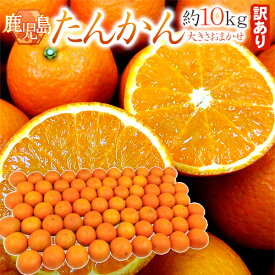 鹿児島産 ”たんかん” 訳あり 約10kg 大きさおまかせ【予約 2月下旬以降】 送料無料