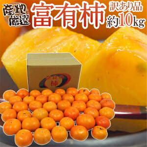 y9/15ISz|CgobN̑`XzhxL`h 󂠂 10kg 傫܂ YnIy\ 11ȍ~z 