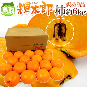 Y hPY`h 󂠂 6kg 傫܂y\ 10ȍ~z 