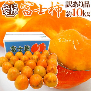 愛媛県八幡浜産 ”富士柿” 訳あり 約10kg 大きさおまかせ【予約 11月以降】 送料無料