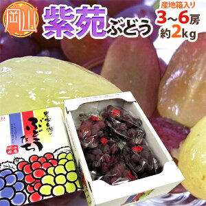 岡山産 ”紫苑ぶどう” 秀品 3〜6房 約2kg 産地化粧箱【予約 10月下旬以降】 送料無料