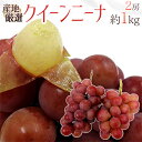 【8/10限定！全額ポイントバックの大チャンス】”クイーンニーナ” 秀品 2房 約1kg 産地厳選 赤ぶどう【予約 9月下旬以降】 送料無料