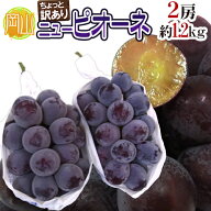 ”岡山産 種なしニューピオーネ” 2房 約1.2kg ちょっと訳あり ぶどう【予約 9月以降】 送料無料