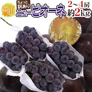 hRY Ȃj[sI[lh 2`4[ 2`2.5kg Ɩ󂠂 Ԃǂy\ 9ȍ~z 