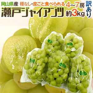 RY h˃WCAch 󂠂 4`7[ 3kg Ԃǂ[M1]y\ 8ȍ~z 