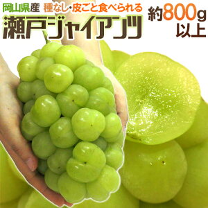 岡山産 ”瀬戸ジャイアンツ” 秀品 超大房 約800g以上 ぶどう【予約 9月以降】