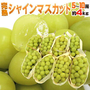 hnVC}XJbgh Gi 5`10[ 4kg YnIy\ 8ȍ~z 