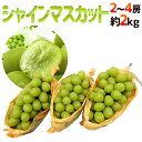 ”シャインマスカット” 秀品 大房限定 2〜4房 約2kg 産地厳選[M2]【予約 8月下旬以降】 送料無料
