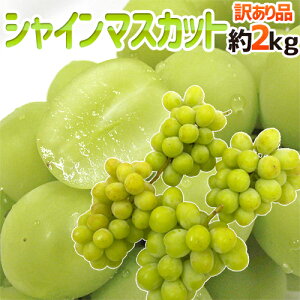 hVC}XJbgh 󂠂 2kg 傫܂ YnIy\ 8ȍ~z 