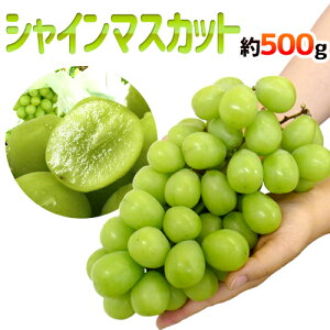 ”シャインマスカット” 秀品 1房 約500g以上 産地厳選【予約 8月下旬以降】