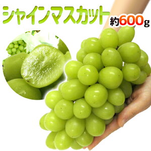 hVC}XJbgh Gi [ 600gȏ YnIs3[wőty\ 8{ȍ~z