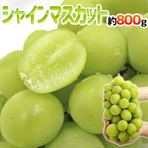 ”シャインマスカット” 秀品 超大房 約800g以上 産地厳選【予約 8月下旬以降】