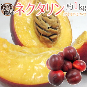 �h�l�N�^�����h �G�i ��1kg �傫�����܂��� �R�� ����Ȃ� �Y�n���I�y�\�� 7���ȍ~�z ��������
