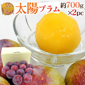 山梨 塩山産 ”太陽プラム《1箱》” 秀品 6玉前後 700g×2pc（合計12玉前後 約1.4kg） すもも【予約 8月中下旬以降】 送料無料