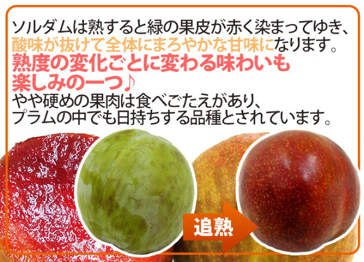 山梨県産 赤肉プラム ”ソルダム” 8〜16玉前後 約1kg【予約 7月以降】 送料無料 くらし快援隊〜母の日父の日お中元 プラム ソルダム 訳あり