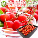 【送料無料】山形産 ”佐藤錦” 1kg L〜2Lサイズ 大粒・秀品【予約 6月下旬〜7月中旬】【楽ギフ_包装】 ランキングお取り寄せ