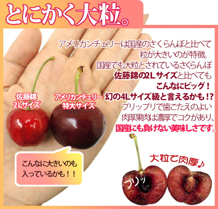 楽天市場】アメリカ産 ”アメリカンチェリー” 特大 約8kg【予約 5月下旬  