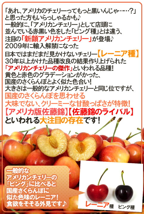 楽天市場】”アメリカ産 レーニアチェリー” 超大粒 約1kg さくらんぼ 