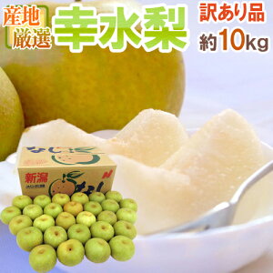 y9/5ISz|CgobN̑`XzhKh 󂠂 10kg 傫܂ YnIy\ 8ȍ~z 