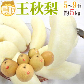 ”鳥取産 王秋梨” 秀品 大玉5〜9玉前後 約5kg【予約 11月以降】 送料無料