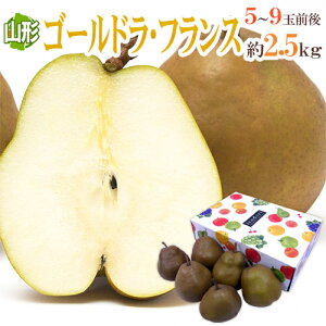 y9/25ISz|CgobN̑`XzhR`Y S[htXh Gi 5`9ʑO 2.5kg ϔ my\ 11{ȍ~z 