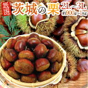 ”茨城の和栗” 秀品 大粒2L〜3Lサイズ 約900g〜1kg【予約 9月下旬以降】 送料無料