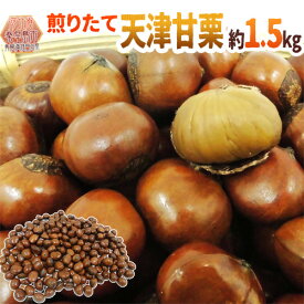”天津甘栗” 約1.5kg（約500g×3pc） こだわり産地限定！採れたて新栗♪焼きたて・炒りたてを詰めました！【予約 10月中旬以降】 送料無料