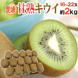 ”愛媛県 甘熟キウイ” 秀品 16〜22玉前後 約2kg【予約 12月末以降】 送料無料