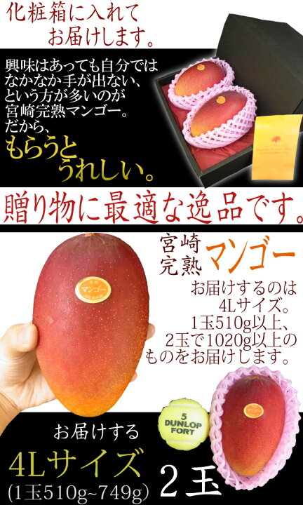 楽天市場】”宮崎完熟マンゴー” 秀品 4Lサイズ 2玉入り 化粧箱 宮崎 