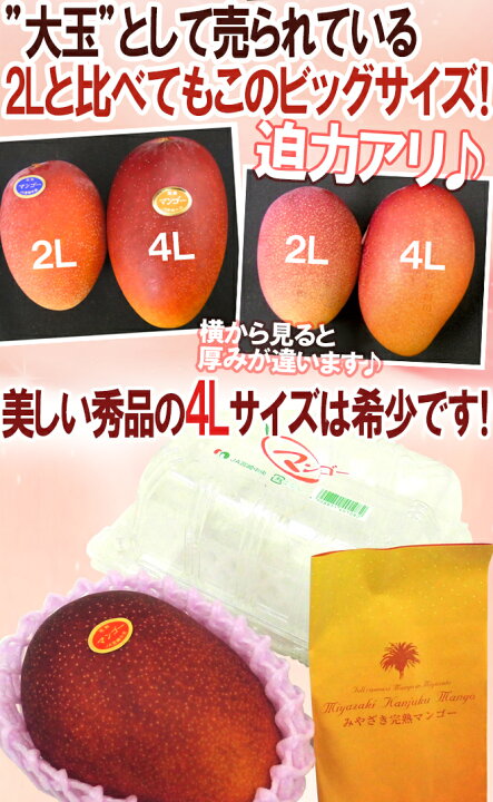 楽天市場】”宮崎完熟マンゴー” 秀品 4Lサイズ 510g以上 パック入り  