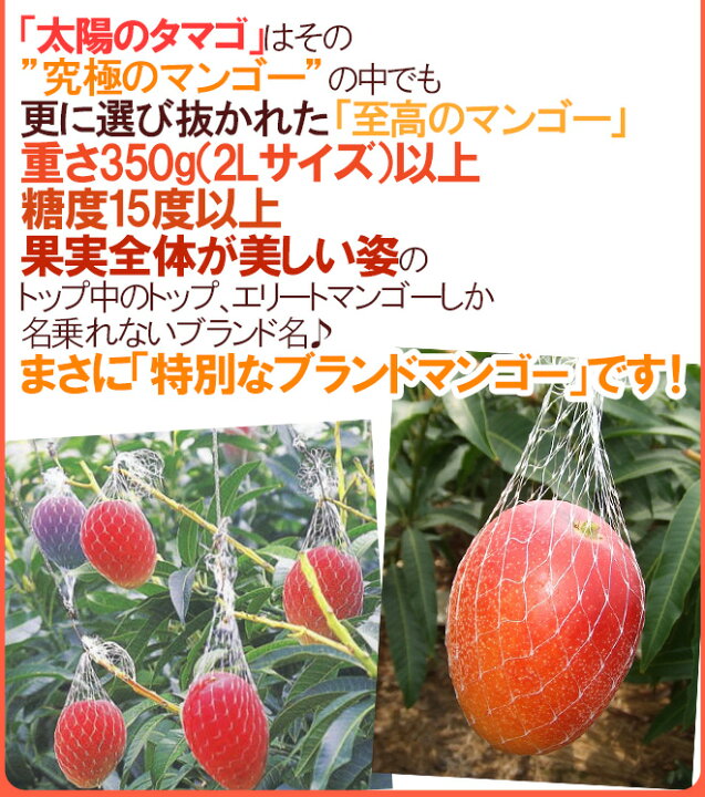 楽天市場】宮崎完熟マンゴー ”太陽のタマゴ” 大玉 2Lサイズ 2玉 宮崎 