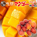 ”宮崎マンゴー” 訳あり 8〜16玉前後 約4kg【予約 5月下旬〜6月以降】 送料無料