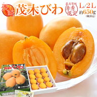 長崎県 ”茂木びわ” 赤秀品 大玉 L〜2Lサイズ 約650g前後（風袋込）化粧箱入り【予約 3月下旬以降】 送…