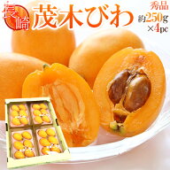 長崎県 ”茂木びわ” 秀品 大玉L/2Lサイズ 約250g×4pc（約1kg）【予約 3月下旬以降】 送料無料