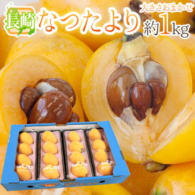 長崎県 ”なつたよりびわ” 秀品 約250g×4pc（計約1kg） 大きさおまかせ 枇杷【予約 5月上旬以降】 送料無料