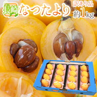 長崎県 ”なつたよりびわ” 訳あり 約250g×4pc（計約1kg） 大きさおまかせ 枇杷【予約 5月中旬以降】 送…