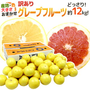 YnI hO[vt[ch 󂠂 12kg 傫EiEYn܂y\ ׎攭z 