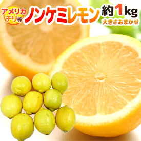 チリ・アメリカ産など ”ノンケミレモン” 大きさおまかせ 約1kg 安心の防ばい剤不使用！ノンケミカル/防黴剤（防かび剤）不使用【予約 入荷次第発送】