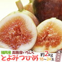 【8/10限定！全額ポイントバックの大チャンス】【産地直送】福岡県 高糖度いちじく ”とよみつひめ” 秀品 Lサイズ 9…