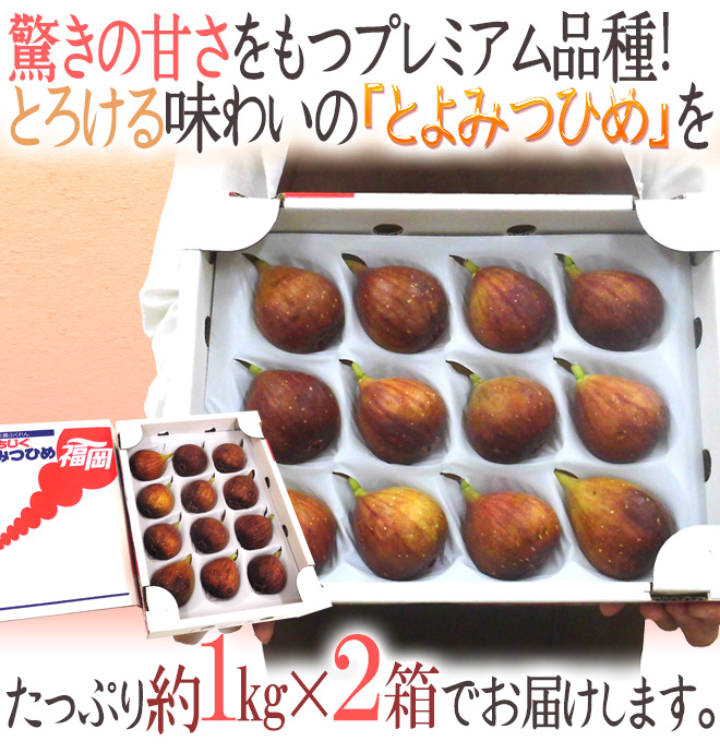 2022新作福岡県 高糖度いちじく ”とよみつひめ” 9〜12玉 約1kg×《2箱》 秀品 Lサイズ フルーツ・果物 