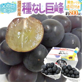 父の日ギフト ”種なし巨峰” 秀品 2〜3房 約800g＋黄色バラ造花1本【予約 6月14〜21日お届け予定】 送料無料