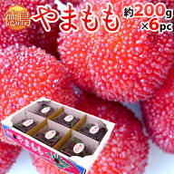 徳島県 ”やまもも” 約200g×6pc（合計約1.2kg）【予約 6月中下旬以降】 送料無料