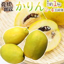 ”かりん” 秀品 2〜4玉前後 約1kg 産地厳選【予約 10月中旬以降】