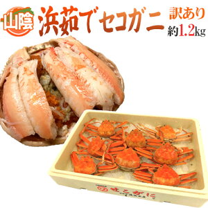 RAY hl䥂ŃZRKjh 󂠂 1.2kg 傫܂y\ 11{ȍ~z 