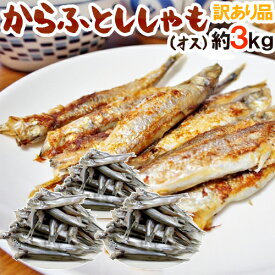 ”カラフトししゃも（オス）” 約3kg 訳あり カラフトシシャモ/樺太ししゃも 送料無料