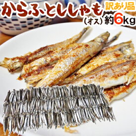 ”カラフトししゃも（オス）” 約6kg 訳あり カラフトシシャモ/樺太ししゃも 送料無料