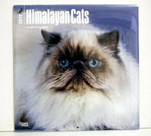 猫 カレンダーの人気商品 通販 価格比較 価格 Com